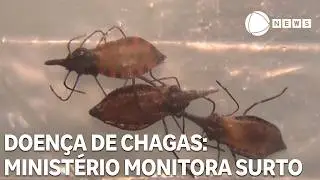 Ministério da Saúde monitora surto de doença de chagas