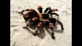 Daddy Dice - Tarantula Instrumental