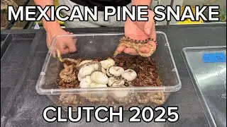 Mexican Pine Snake Clutch! | One Of My Favorite Colubrids