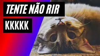GATOS LOUCOS [Tente n&atilde;o rir com as travessuras desses bichanos] 