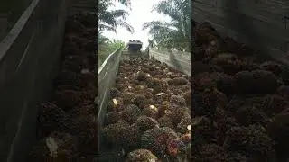 Muat Sawit di Loading Ram
