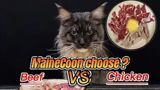 Spoiling My Cat with Raw Beef & Chicken! (ASMR Eating)