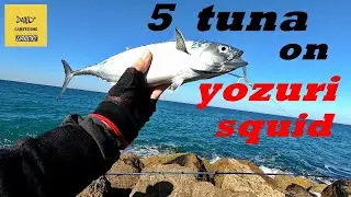 טוניות באטרף לפני הסערה..Tuna strikes before the storm