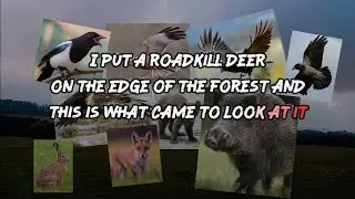 Hidden Camera on a Deer Carcass. Look Who Came to Feed!
