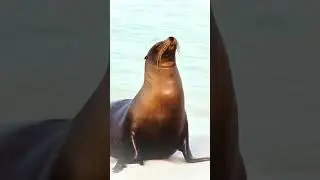 Sea lions are marine mammals that belong to the family Otariidae.