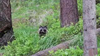 Racoon dog activity / K&auml;hrik Alutaguse