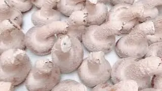 Industrial scale of mushroom cultivation in Japan 2020