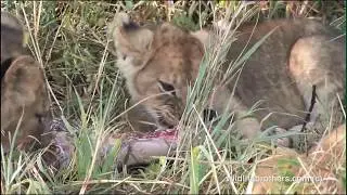 lion cubs eating meat for the first time