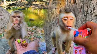 We help feed fruit to the abandoned monkey with milk to Baby Jacee and other monkeys to eat