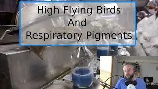 High Flying Birds and Respiratory Pigment Survey