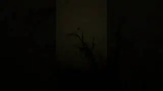talking to an owl in the tree
