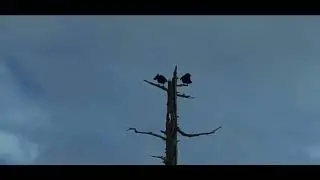 Fairbanks - Bitter Bug (Official MV)
