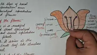 Class 12th, chapter - 1, Topic -: Angiosperms flower structure and functions.