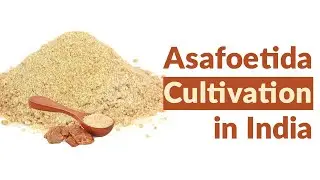 Asafoetida cultivation in India | Asafoetida