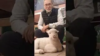 Closer to Nature: Sheep Cafe in Seoul #cafe #animals #pets #korea #seoul #coffee #facts #shorts