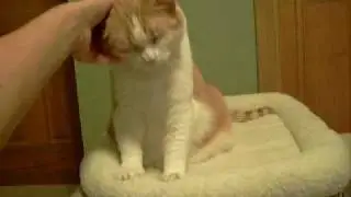 Orphan Animal Rescue - Sam the Cat Making Biscuits