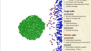 PhysiCell demo: anti-cancer biorobots