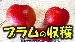 プラムの収穫　接ぎ木と挿し木を同時に行った樹に、赤いプラムが！