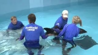 We care for melon-headed whales | SeaWorld Orlando