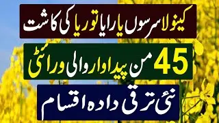 Best Seed of Canola | High Yield Raya Seed | High Production Sarso Seed ||
