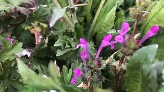 penpenplants