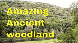 Ancient woodland trees & biodiversity uk