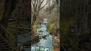 Mossy Creek Boardwalk | Calm Forest Walk with Ambient Music
