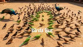   Peacock, Parrot, sparrow and other birds Behavior. Bird Sound evening time of a village.