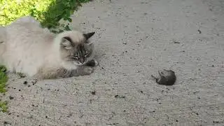 Игра двух котов с мышью / Game of two cats with a mouse