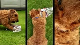 Don't Kick the Dog