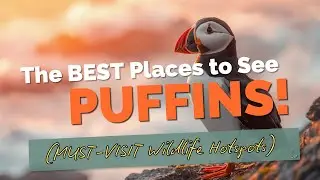 The BEST Places to See PUFFINS MUST VISIT Wildlife Hotspots
