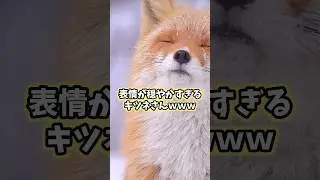 キツネの動画見てニヤけたら負けwww#キツネ #動物 #かわいい #癒し #犬 #猫 #2ch動物スレ