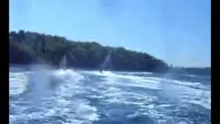 Invasion of Pilots Cove