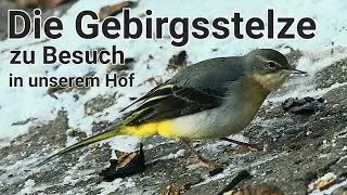 Gebirgsstelze - Wintergast bei Eis und Schnee - Motacilla cinerea