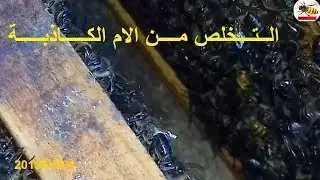 تجربـــة التــخلص من الام الكـــاذبة في خلايـــا النــحل بــهذه الطريقـــة البسيطـــة