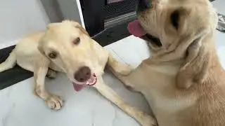 This Smart Dog Learned How to Open His Own Cage!