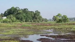 Panachikkad