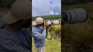 Finding Leopards at Horton Plains Sri Lanka #shorts #wildlife #photography #nature #leopard