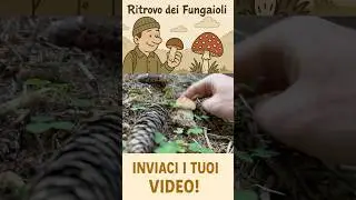 LA MAGIA DEI FUNGHI PORCINI!🍄&zwj;🟫 #mushroom #boletus #nature #foraging