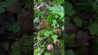 Steinpilze ohne Ende 🍄 der Wahnsinn 2022 🙏❤️