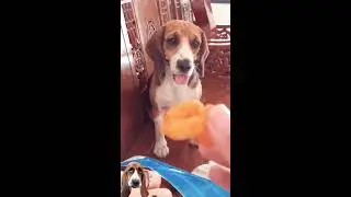 MY BEAGLE BEG ME FOOD 🤗 #beagle