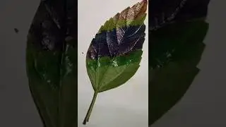 #leaf🌿 #leafpainting #shortsfeed #viral #art #naturalarttutorial