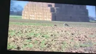 Sandman the pure saluki (shot and retrieved on permission)