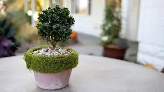 DIY Moss-Rimmed Pot // Garden Answer