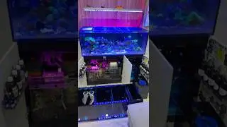 New Sump & ATO for my new Reef Tank! #aquarium #reeflife #saltwatertank #reeftank #aquariumbuilder