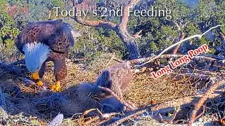 #169🦅NE32🐥17° & NE33🐥15°／NEFL 2025-2026／Gabby💗Beau／by American Eagle Foundation