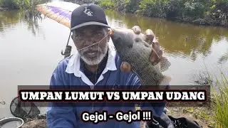 MANA YANG MENANG ❓Umpan Lumut VS Umpan Udang Untuk Mancing Ikan NILA
