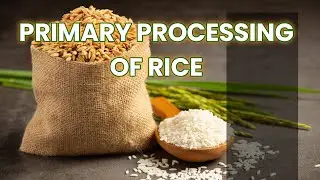 Primary Processing of Rice