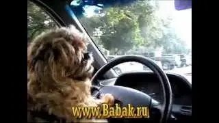 Babak.ru retro dog ad
