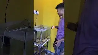 💥😁Artist ⭐ Anna 😁✊ #telugu #trending #fishkeeper #aquariumsetup #fish #diyfishtank #aquarium #fish